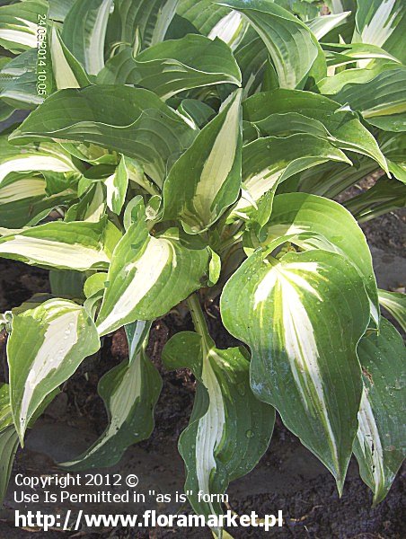 Hosta  "Night Before Christmas" (funkia)