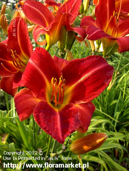 liliowiec  'Annie Golightly' Hemerocallis  