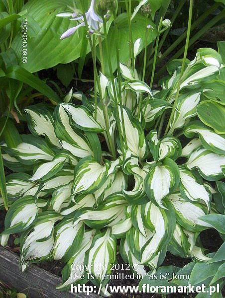 Hosta undulata  "Undulata" (funkia falista)