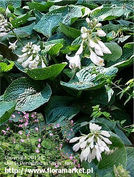 Hosta sieboldiana  "Elegans" (funkia Siebolda)