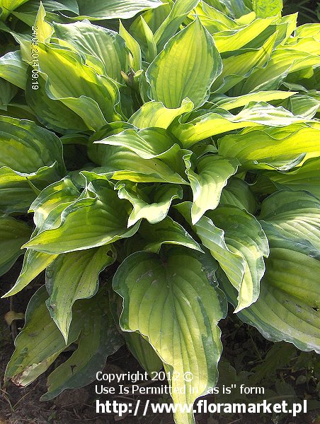 funkia Fortune'a  'Albopicta' Hosta fortunei  