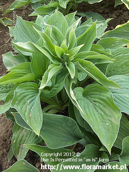 Hosta fortunei  "Hyacinthia" (funkia Fortune'a)