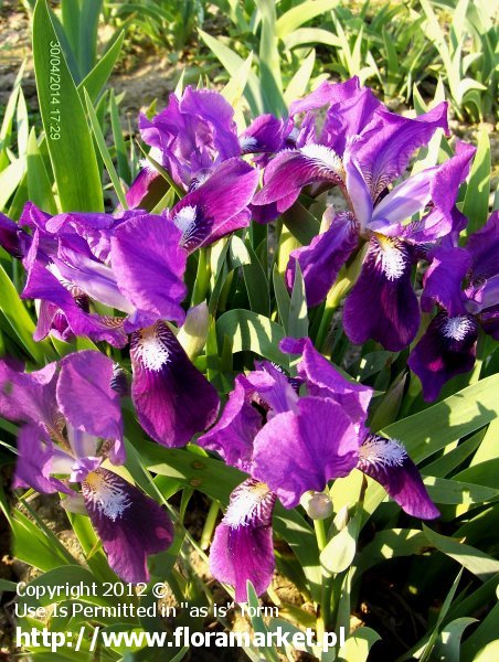 Iris pumila (kosaciec niski)