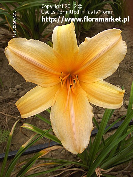 Hemerocallis  "Commandment" (liliowiec)