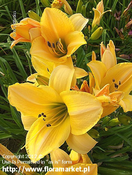 liliowiec  'Parian China' Hemerocallis  