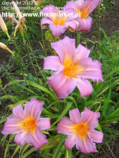 Hemerocallis  "Sugar Candy" (liliowiec)