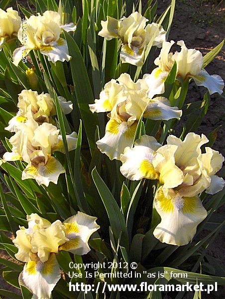 kosaciec niski  'Dixie Pixie' Iris barbata nana  irys