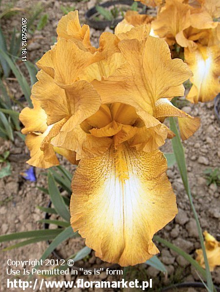 Iris barbata  "Chinquapin" (kosaciec brdkowy)