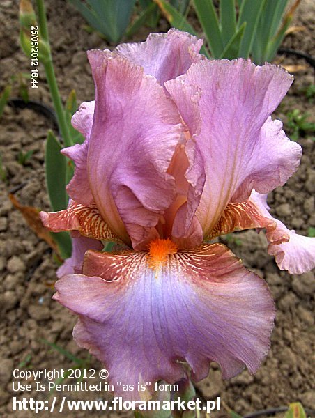 Iris barbata  "Persian Berry" (kosaciec bródkowy)