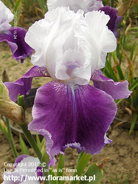 Iris barbata  "Gay Parasol" (kosaciec brdkowy)