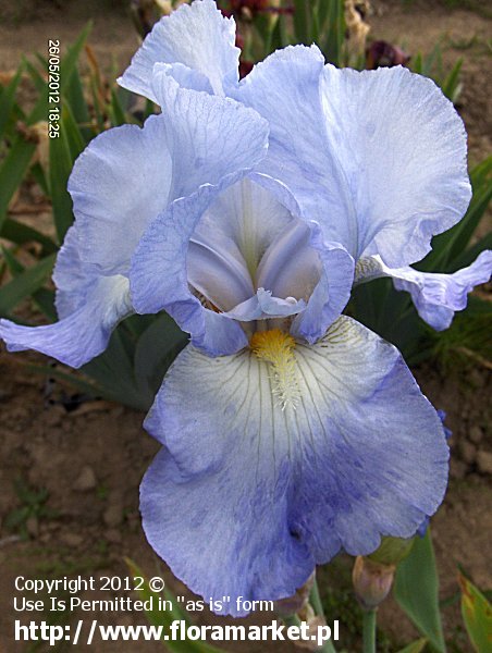 Iris barbata  "Babbling Brook" (kosaciec brdkowy)