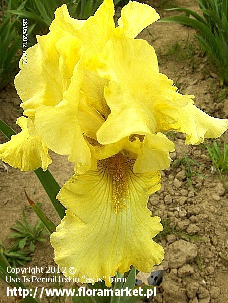 Iris barbata  "Pride of Ireland" (kosaciec brdkowy)