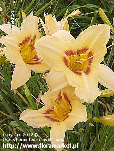 liliowiec  'Varsity' Hemerocallis  