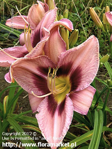 Hemerocallis  "Chicago Heirloom" (liliowiec)