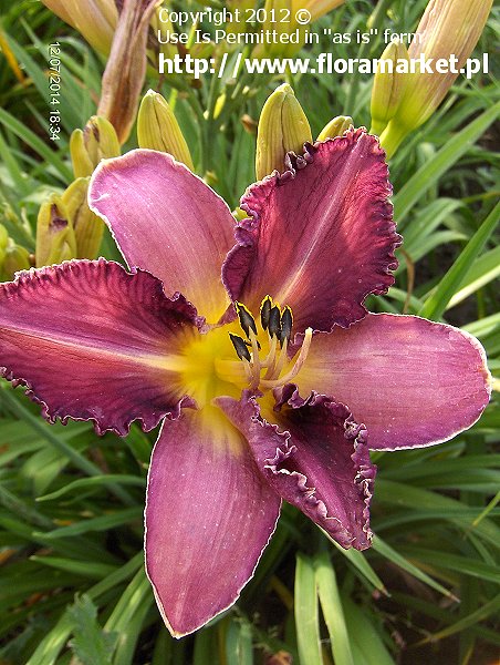 liliowiec  'Chicago Knobby' Hemerocallis  