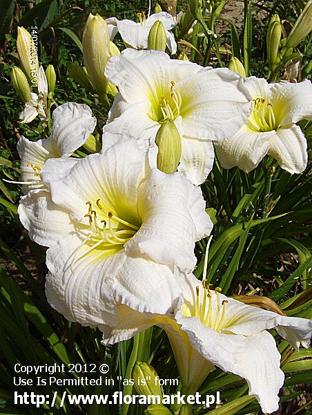 Hemerocallis  "Gentle Shepherd" (liliowiec)