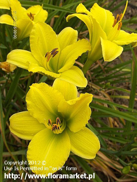 liliowiec  'Green Flutter' Hemerocallis  