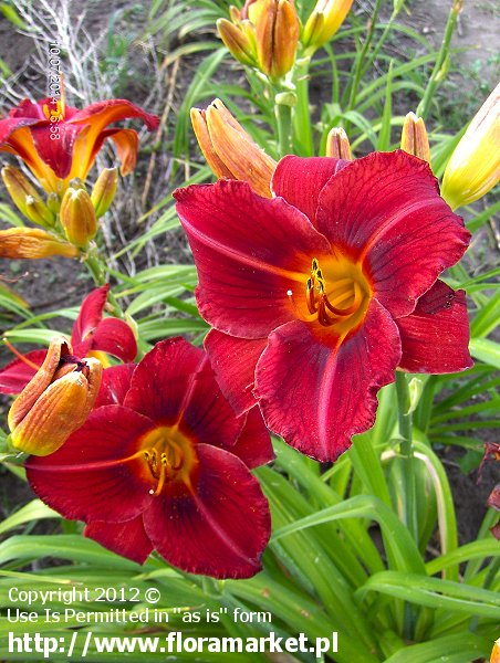 liliowiec  'Hey There' Hemerocallis  