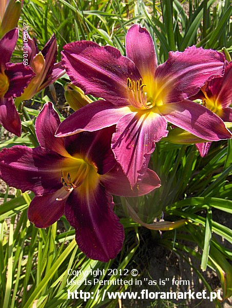 Hemerocallis  "Russian Rhapsody" (liliowiec)