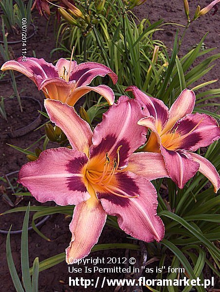 liliowiec  'Scaramouche' Hemerocallis  