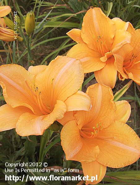 Hemerocallis  "Sombrero Way" (liliowiec)