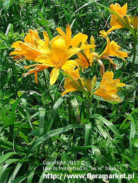 liliowiec Middendorfa '' Hemerocallis middendorffii 