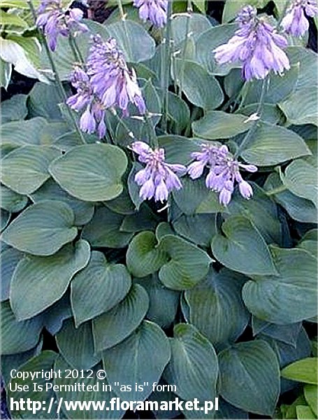 Hosta  "Blue Cadet" (funkia)