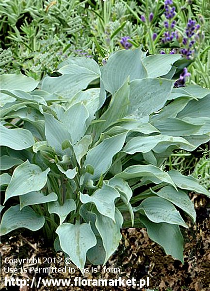 Hosta  "Blue Diamond" (funkia)