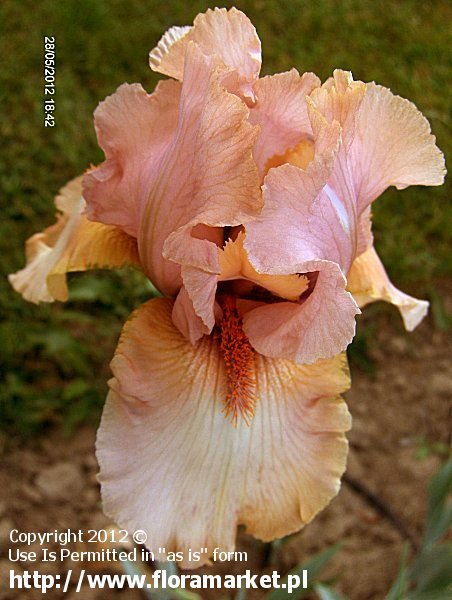 Iris barbata  "Island Sunset" (kosaciec bródkowy)