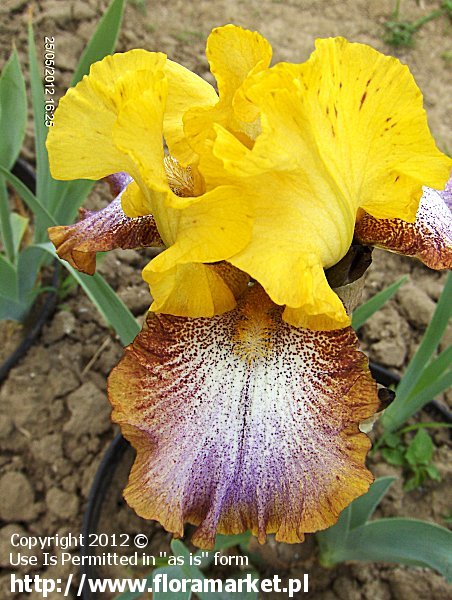 Iris barbata  "Caramba" (kosaciec bródkowy)