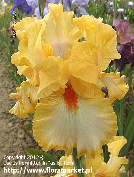 kosaciec brdkowy  'Champagne Waltz' Iris barbata  irys