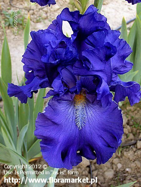 Iris barbata  "Blue Suede Shoes" (kosaciec brdkowy)