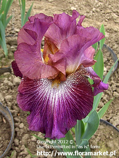 Iris barbata  "Vibrations" (kosaciec bródkowy)