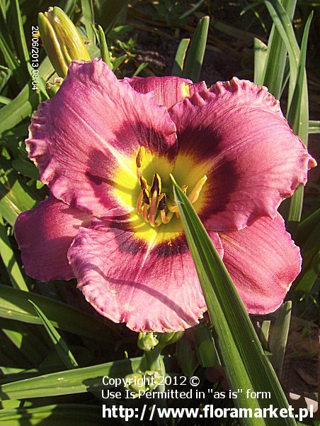 Hemerocallis  "Always Afternoon" (liliowiec)