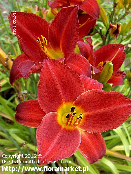 Hemerocallis  "James Marsh" (liliowiec)