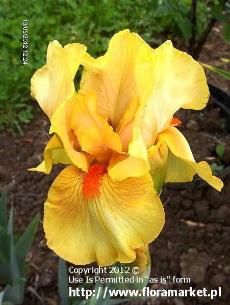 Iris barbata  "Sunny Dawn" (kosaciec brdkowy)