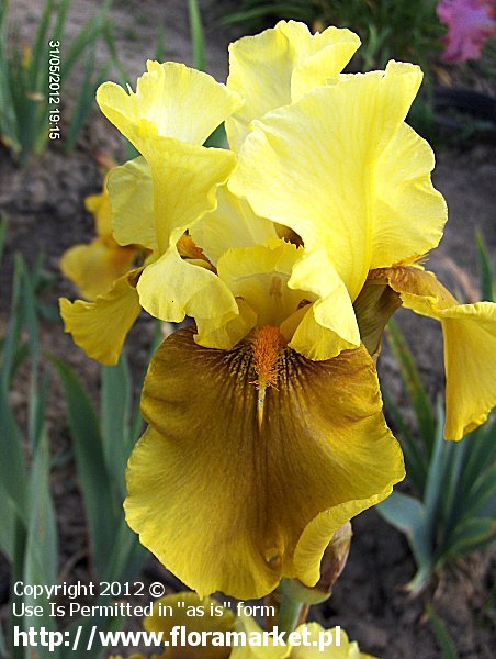 Iris barbata  "Bayberry Candle" (kosaciec brdkowy)