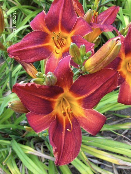 liliowiec  'Yazoo Fuchsia Fairy' Hemerocallis  