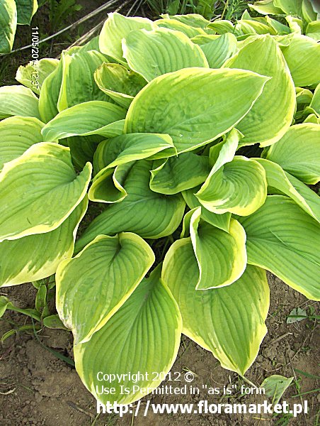 Hosta  "Fragrant Bouqet" (funkia)