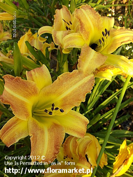 liliowiec  'Rare China' Hemerocallis  