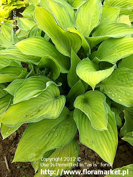 Hosta  "Gold Standard" (funkia)