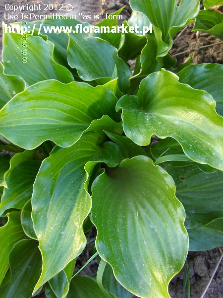 Hosta  "Invincible" (funkia)