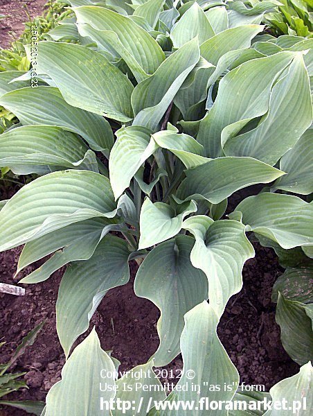 Hosta  "Krossa Regal" (funkia)