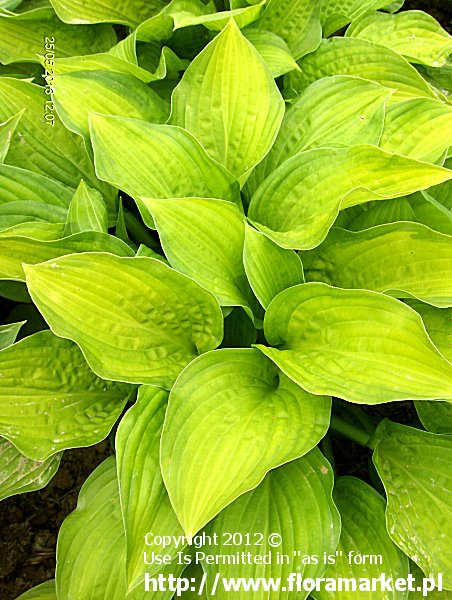 funkia  'Midwest Magic' Hosta  