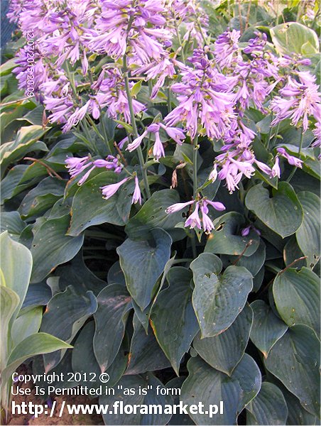 Hosta  "Pacific Blue Edger" (funkia)