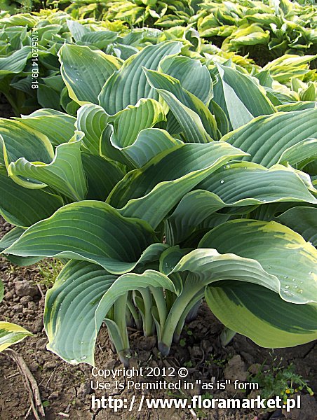 funkia  'Regal Splendor' Hosta  