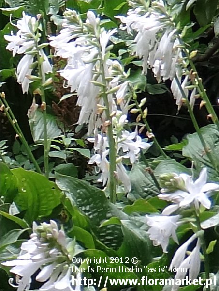 funkia  'Royal Standard' Hosta  