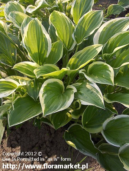 funkia  'So Sweet' Hosta  