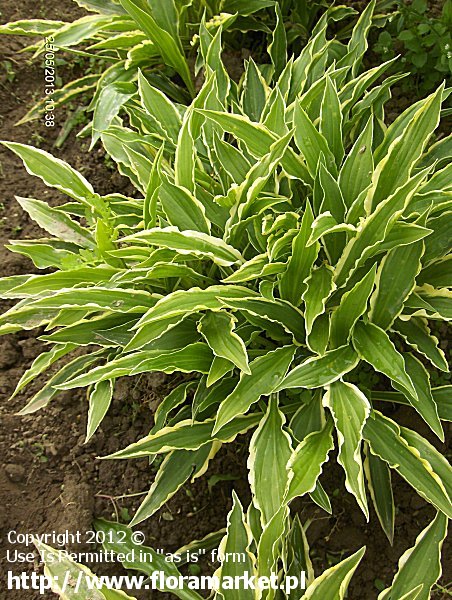 Hosta  "Stiletto" (funkia)