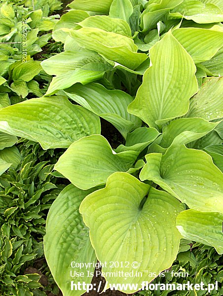 Hosta  "Sum and Substance" (funkia)